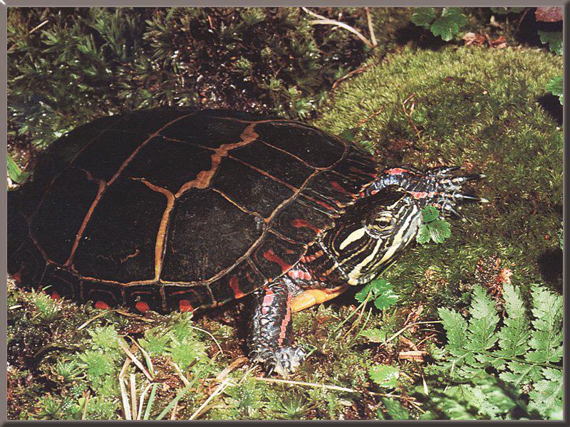 Painted Turtle (Chrysemys picta) {!--비단거북-->; DISPLAY FULL IMAGE.
