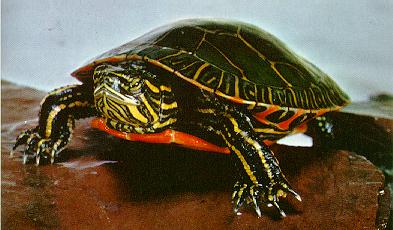 Painted Turtle (Chrysemys picta) {!--비단거북-->; Image ONLY