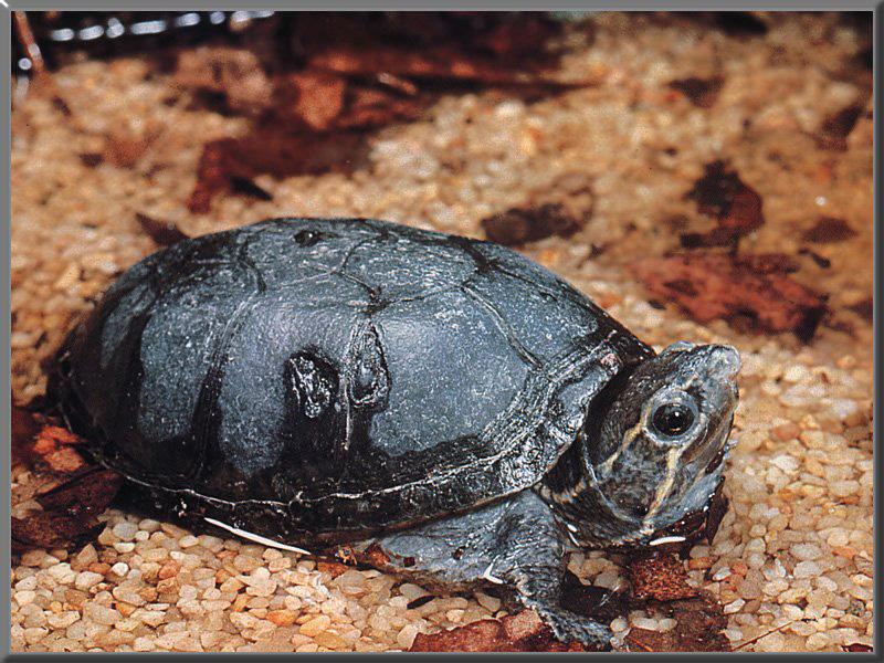 (Common Musk Turtle) Stinkpot Turtle (Sternotherus odoratus) {!--아메리카풀거북-->; DISPLAY FULL IMAGE.