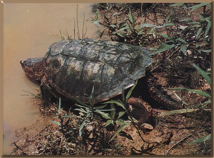 Common Snapping Turtle (Chelydra serpentina) {!--늑대거북-->; Image ONLY