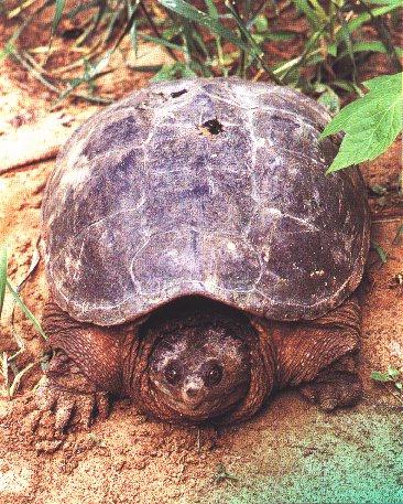 Common Snapping Turtle (Chelydra serpentina) {!--늑대거북-->; Image ONLY