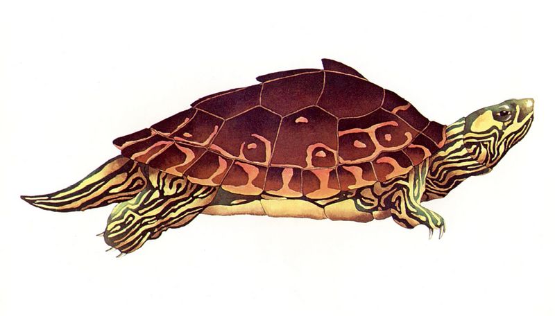 [Clipart] Alabama Map Turtle (Graptemys pulchra) {!--알라바마지도거북-->; DISPLAY FULL IMAGE.