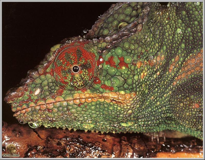 Panther Chameleon (Furcifer pardalis) {!--표범카멜레온-->; DISPLAY FULL IMAGE.