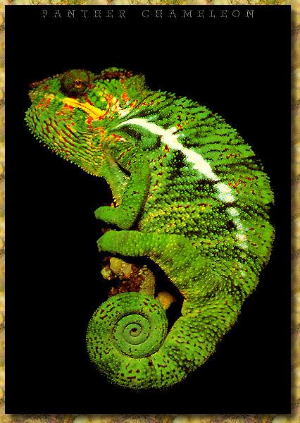 Panther Chameleon (Furcifer pardalis) {!--표범카멜레온-->; Image ONLY