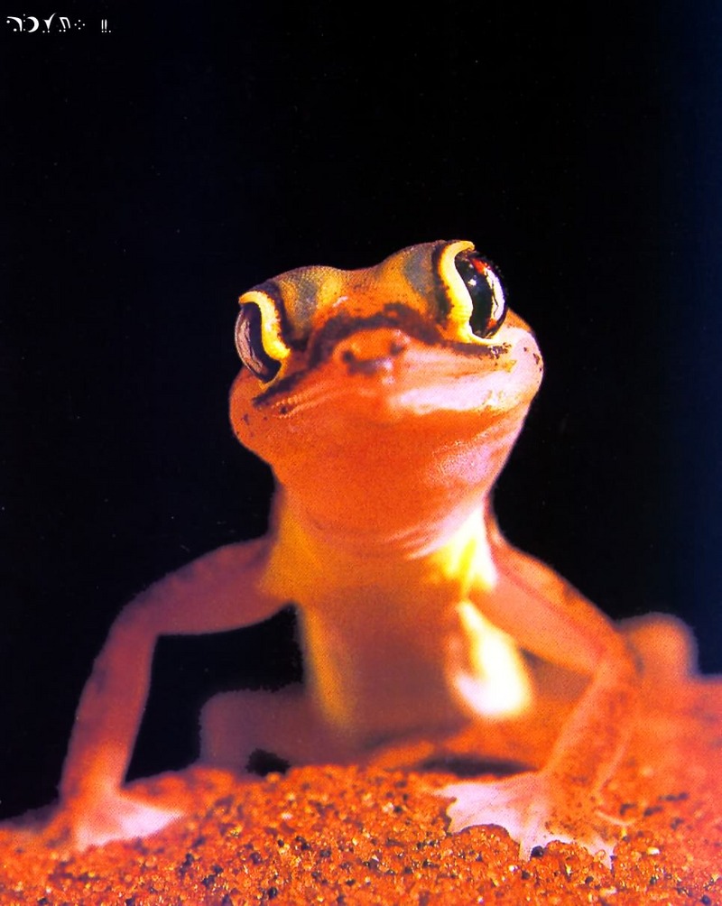 Gecko {!--도마뱀붙이류-->; DISPLAY FULL IMAGE.