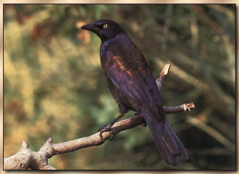 Common Grackle (Quiscalus quiscula) {!--찌르레기사촌-->; DISPLAY FULL IMAGE.