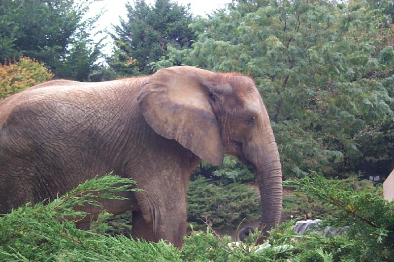 Asiatic Elephant (Elephas maximus) {!--아시아코끼리-->; DISPLAY FULL IMAGE.