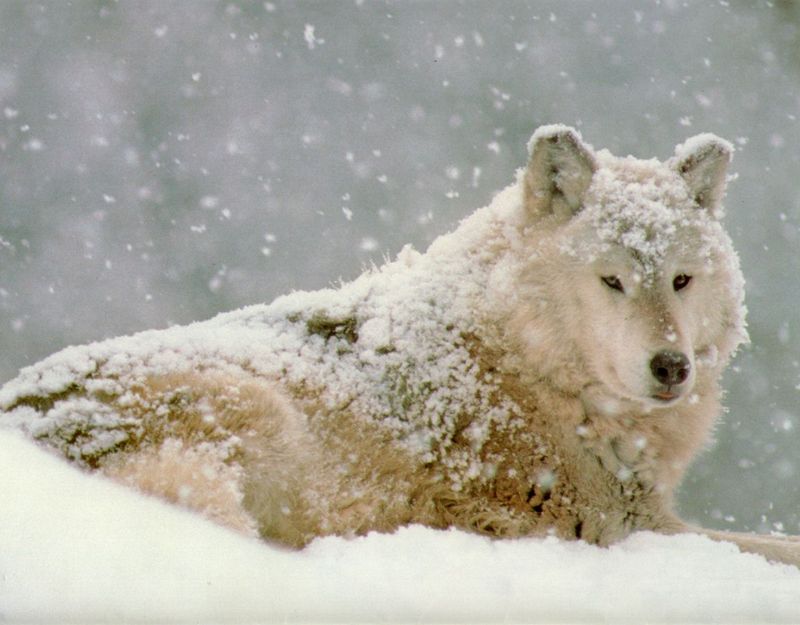 [Wolfsong Calendar 1993] 02 Gray Wolf {!--회색이리-->; DISPLAY FULL IMAGE.