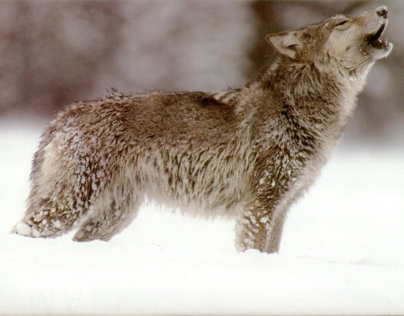 [Wolfsong Calendar 1993] 04 Gray Wolf {!--회색이리-->; DISPLAY FULL IMAGE.