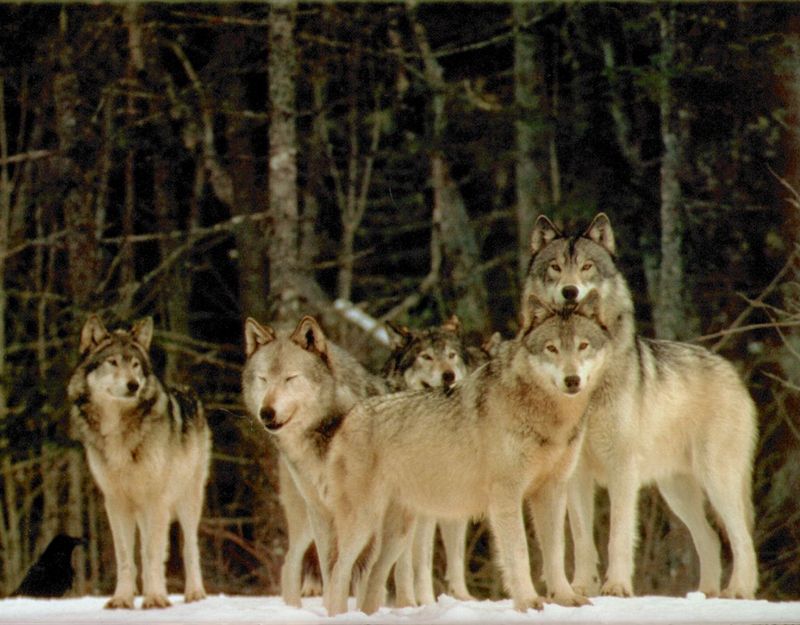 [Wolfsong Calendar 1993] 05 Gray Wolf pack {!--회색이리-->; DISPLAY FULL IMAGE.