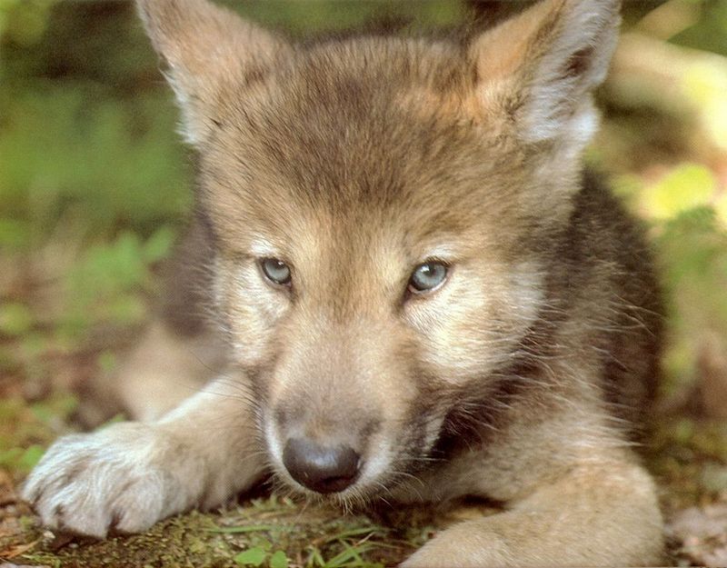 [Wolfsong Calendar 1993] 06 Gray Wolf pup{!--회색이리-->; DISPLAY FULL IMAGE.