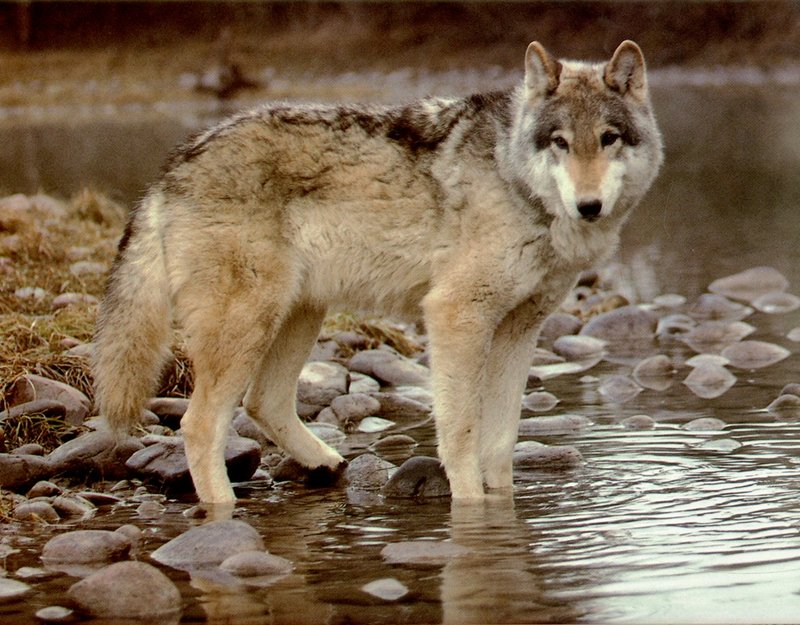 [Wolfsong Calendar 1993] 07 Gray Wolf {!--회색이리-->; DISPLAY FULL IMAGE.