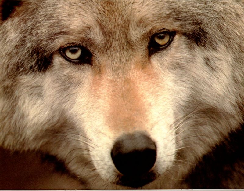 [Wolfsong Calendar 1993] 08 Gray Wolf {!--회색이리-->; DISPLAY FULL IMAGE.