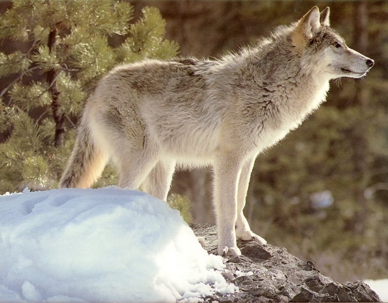 [Wolfsong Calendar 1993] 09 Gray Wolf {!--회색이리-->; DISPLAY FULL IMAGE.