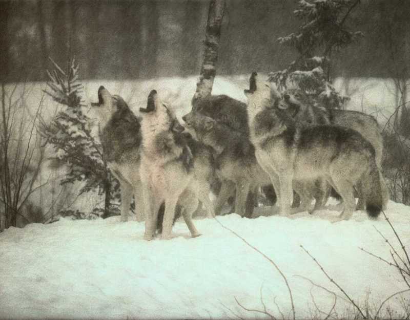 [Wolfsong Calendar 1993] 12b Gray Wolf pack {!--회색이리-->; DISPLAY FULL IMAGE.