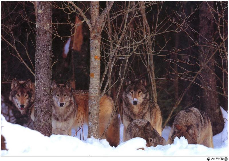 [Wolfsong Calendar 1996] 02 Gray Wolf pack {!--회색이리-->; DISPLAY FULL IMAGE.