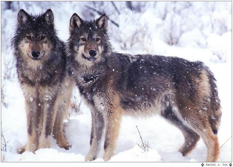 [Wolfsong Calendar 1999] 02 Gray Wolves {!--회색이리-->; DISPLAY FULL IMAGE.