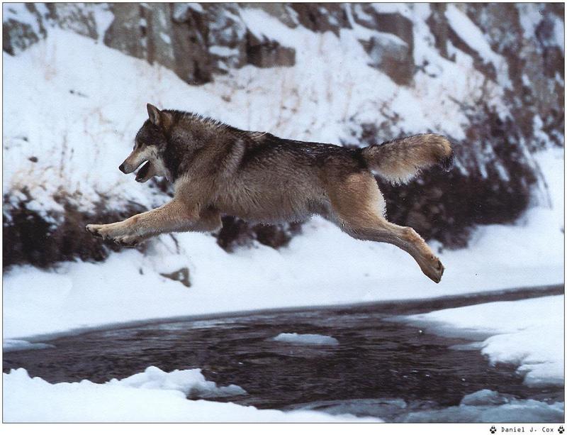 [Wolfsong Calendar 1999] 04 Gray Wolf {!--회색이리-->; DISPLAY FULL IMAGE.