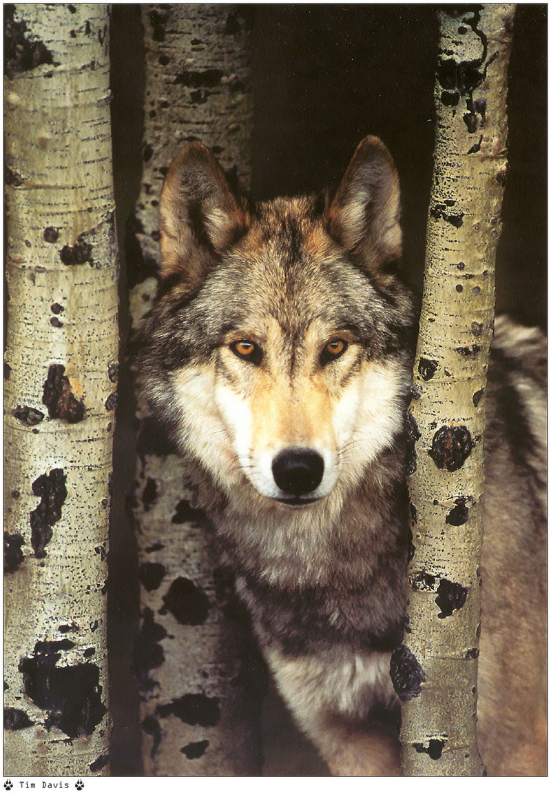 [Wolfsong Calendar 1999] 05 Gray Wolf {!--회색이리-->; DISPLAY FULL IMAGE.