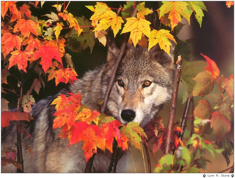[Wolfsong Calendar 1999] 06 Gray Wolf {!--회색이리-->; DISPLAY FULL IMAGE.