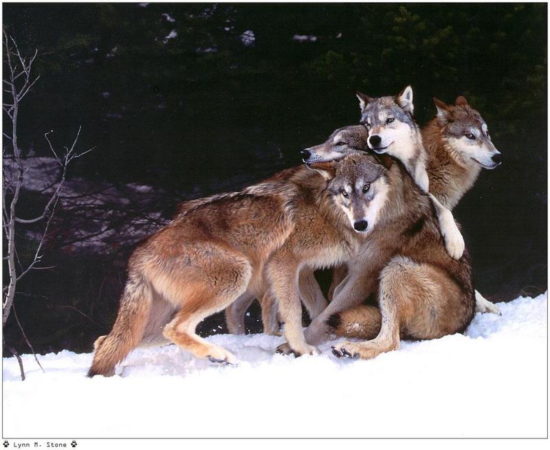 [Wolfsong Calendar 1999] 07 Gray Wolves {!--회색이리-->; DISPLAY FULL IMAGE.