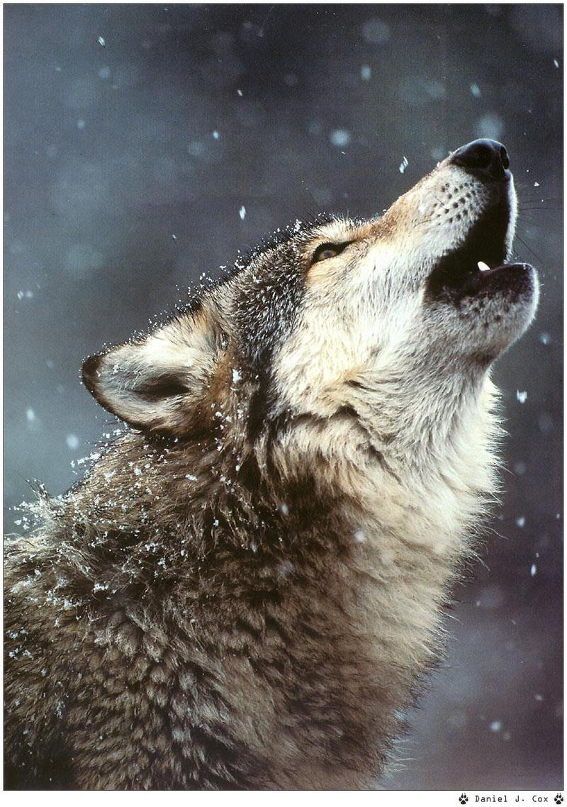 [Wolfsong Calendar 1999] 08 Gray Wolf {!--회색이리-->; DISPLAY FULL IMAGE.