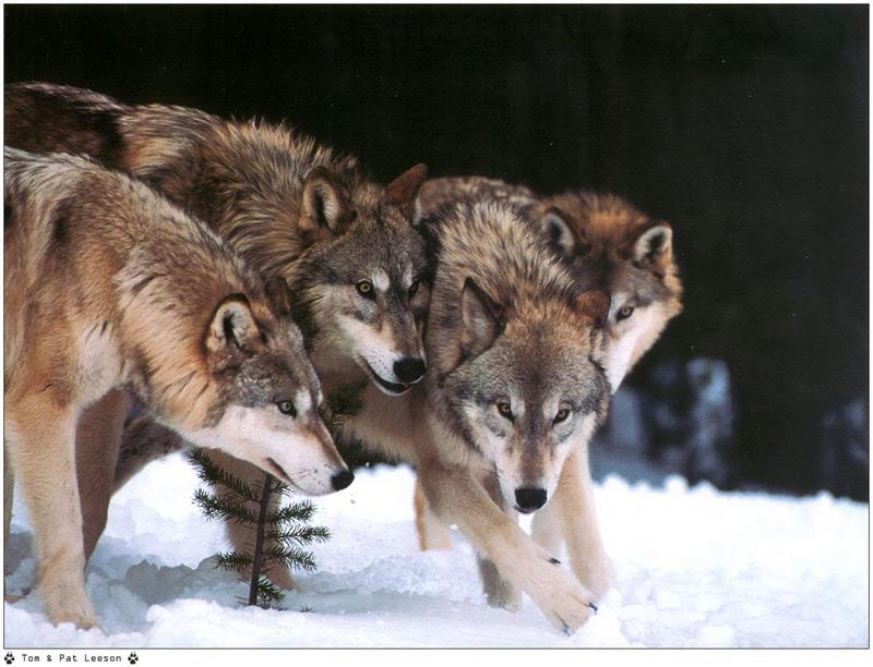 [Wolfsong Calendar 1999] 09 Gray Wolves {!--회색이리-->; DISPLAY FULL IMAGE.