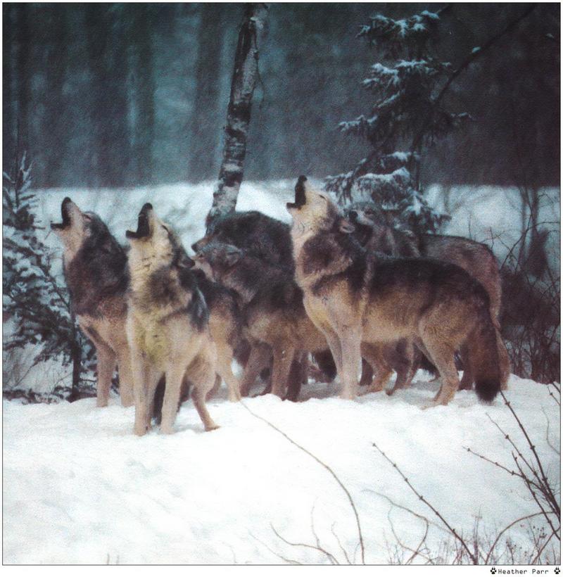 [Wolfsong Calendar 1999] 10 Gray Wolves {!--회색이리-->; DISPLAY FULL IMAGE.