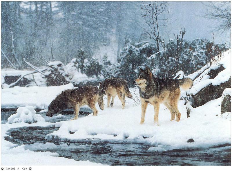 [Wolfsong Calendar 1999] 11 Gray Wolves {!--회색이리-->; DISPLAY FULL IMAGE.