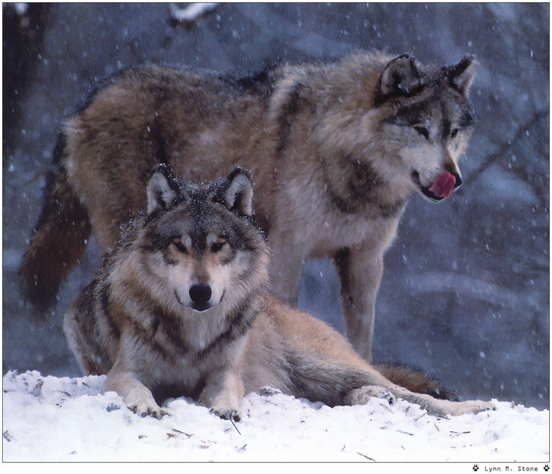 [Wolfsong Calendar 1999] 12 Gray Wolves {!--회색이리-->; DISPLAY FULL IMAGE.