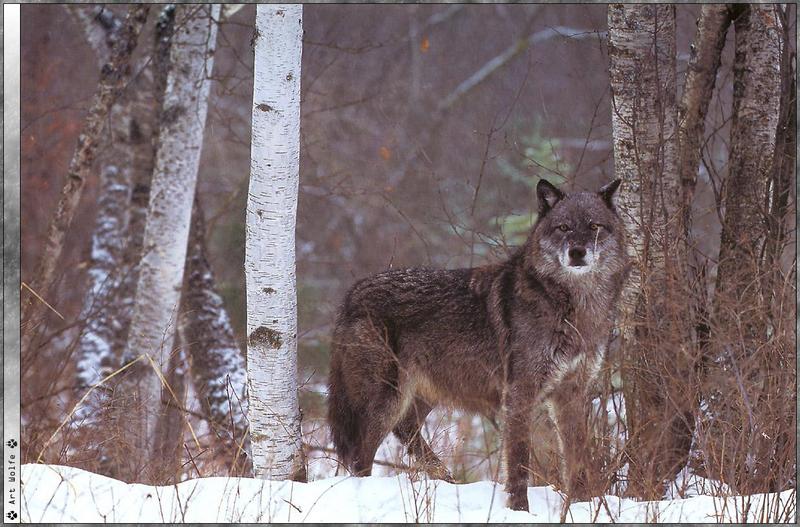 [Wolfsong Calendar 2000] 05 Gray Wolf {!--회색이리-->; DISPLAY FULL IMAGE.