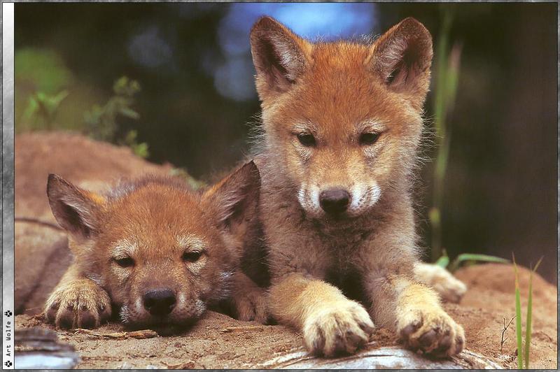 [Wolfsong Calendar 2000] 07 Gray Wolf cubs {!--회색이리-->; DISPLAY FULL IMAGE.