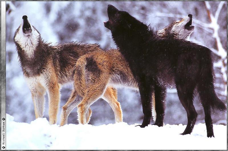[Wolfsong Calendar 2000] 08 Gray Wolves {!--회색이리-->; DISPLAY FULL IMAGE.