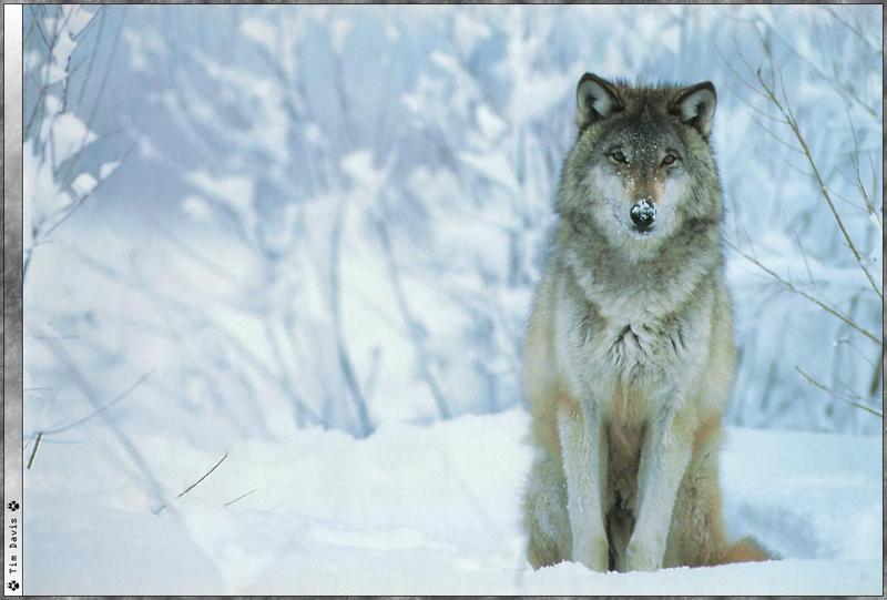 [Wolfsong Calendar 2000] 01 Gray Wolf {!--회색이리-->; DISPLAY FULL IMAGE.