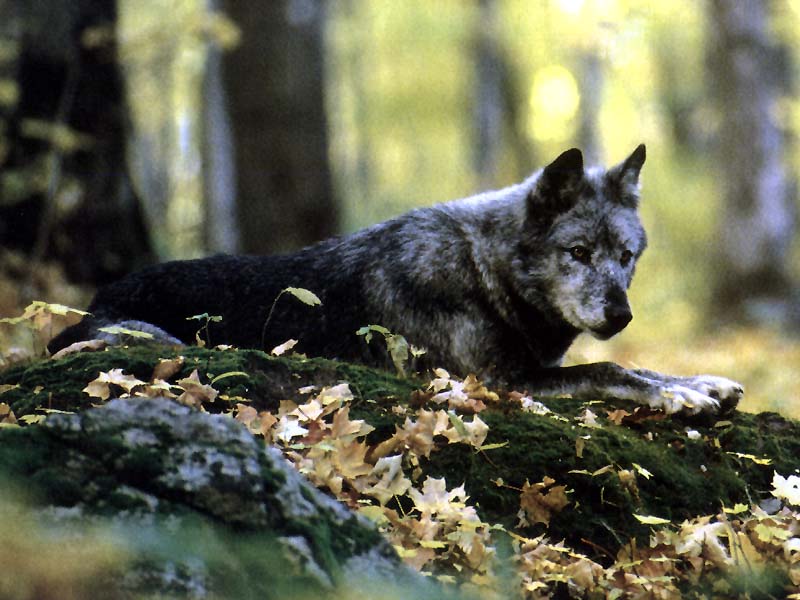 Black Wolf (Canis lupus) {!--흑랑(黑狼)-->; DISPLAY FULL IMAGE.