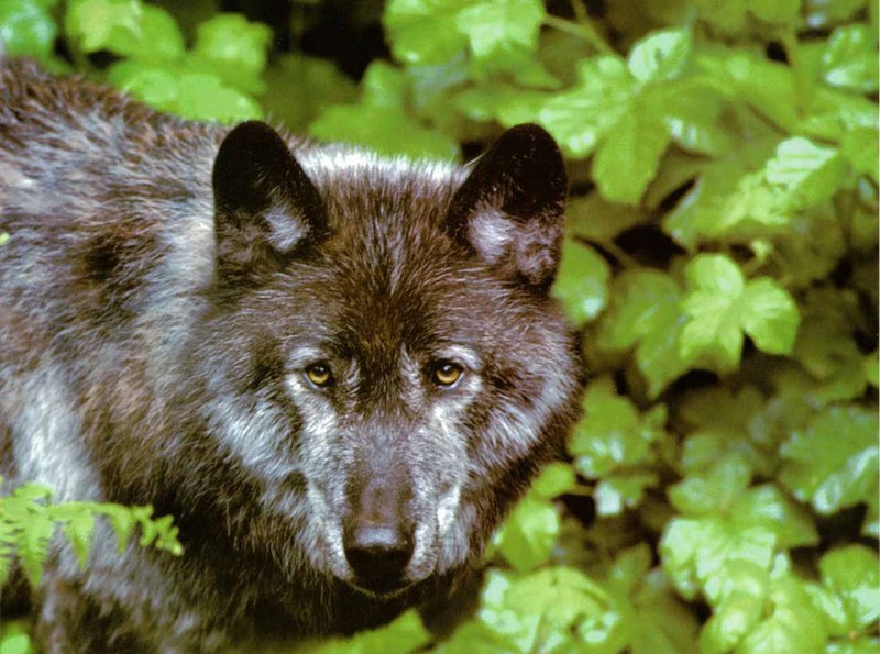 Black Wolf (Canis lupus) {!--흑랑(黑狼)-->; DISPLAY FULL IMAGE.