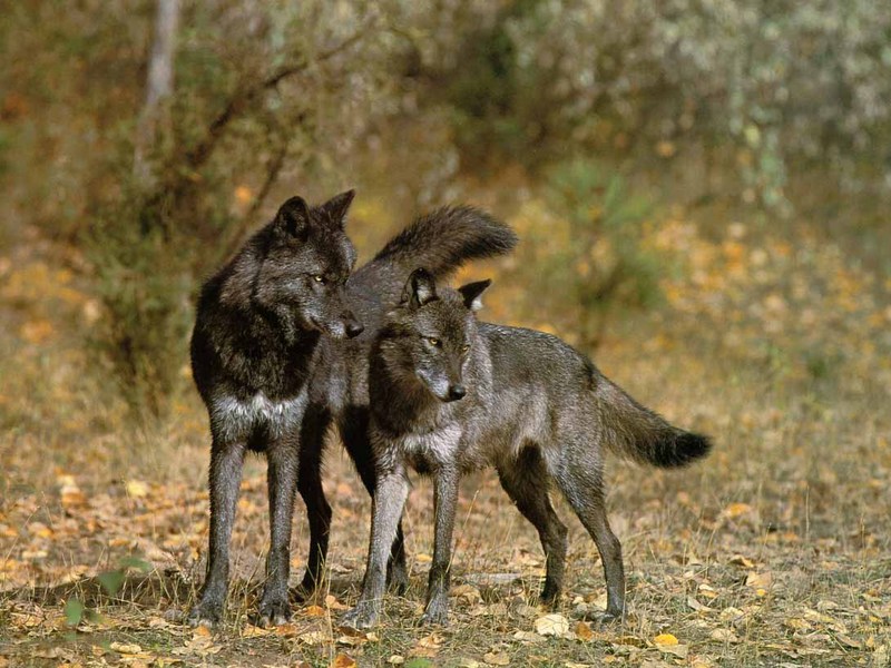 Black Wolves (Canis lupus) {!--흑랑(黑狼)-->; DISPLAY FULL IMAGE.