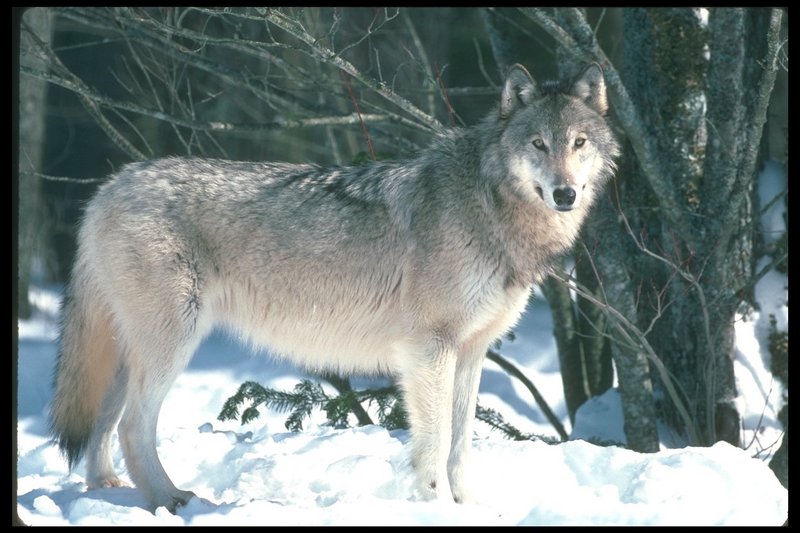 Gray Wolf (Canis lupus) {!--회색이리-->; DISPLAY FULL IMAGE.