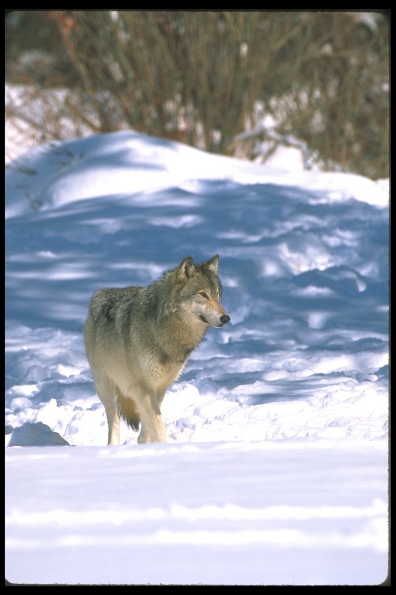 Gray Wolf (Canis lupus) {!--회색이리-->; DISPLAY FULL IMAGE.