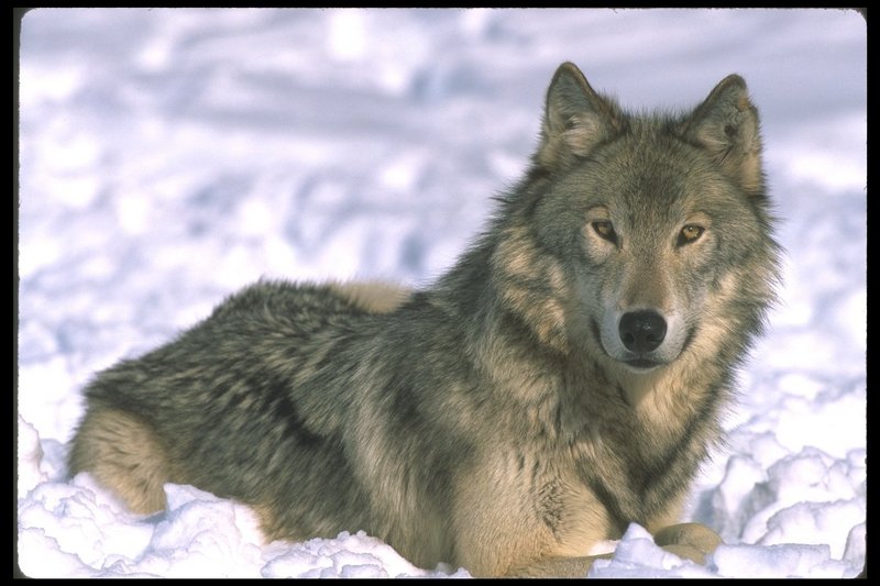 Gray Wolf (Canis lupus) {!--회색이리-->; DISPLAY FULL IMAGE.