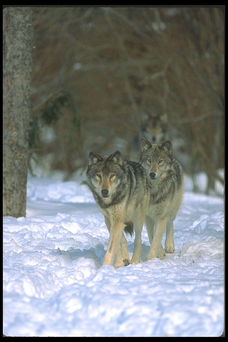 Gray Wolves (Canis lupus) {!--회색이리-->; DISPLAY FULL IMAGE.