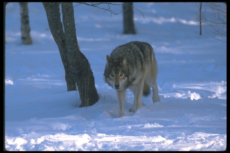 Gray Wolf (Canis lupus) {!--회색이리-->; DISPLAY FULL IMAGE.