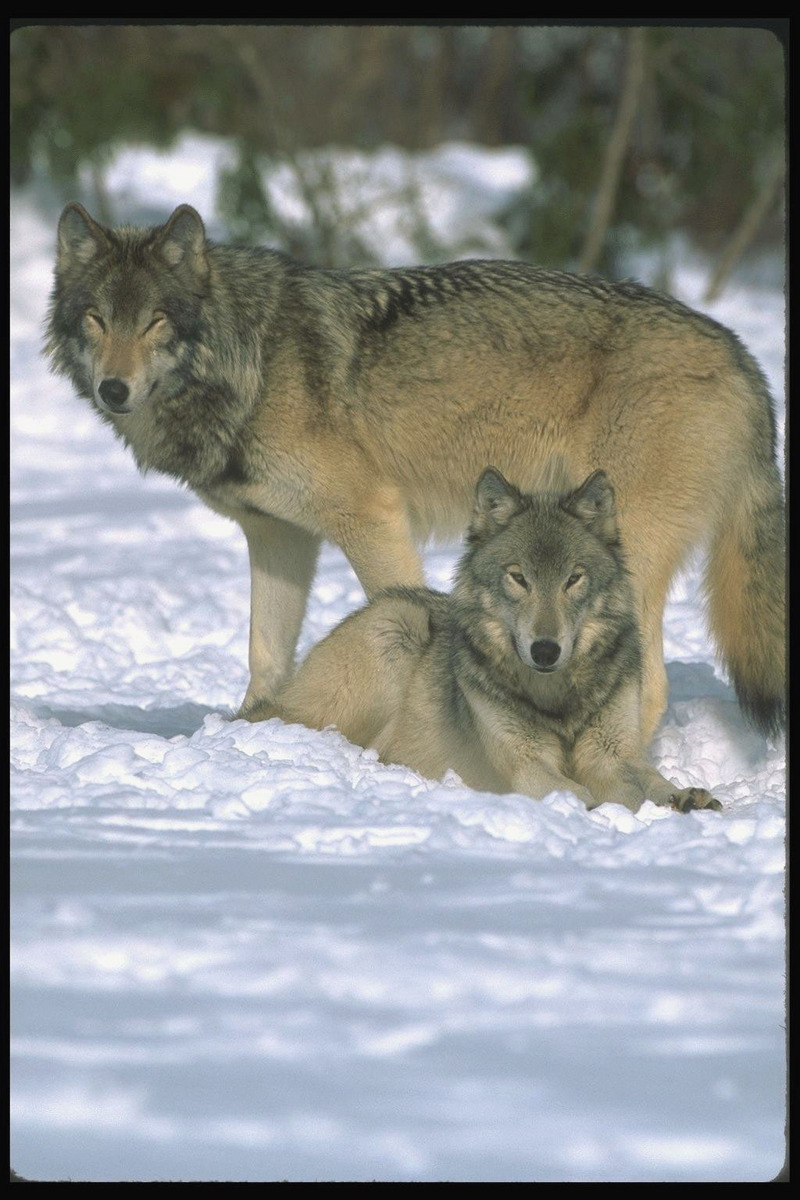 Gray Wolves (Canis lupus) {!--회색이리-->; DISPLAY FULL IMAGE.