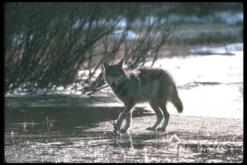 Gray Wolf (Canis lupus) {!--회색이리-->; DISPLAY FULL IMAGE.