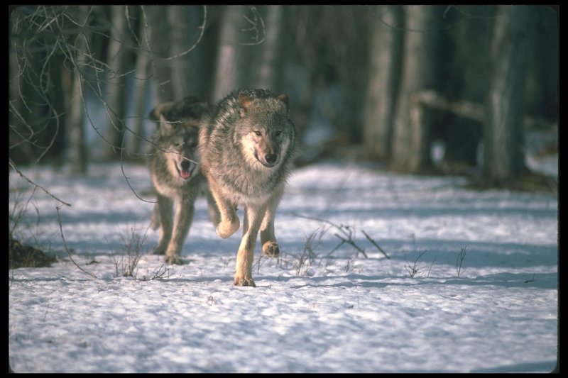 Gray Wolf (Canis lupus) {!--회색이리-->; DISPLAY FULL IMAGE.