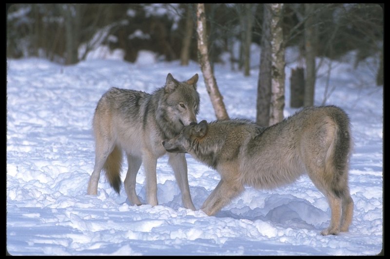 Gray Wolves (Canis lupus) {!--회색이리-->; DISPLAY FULL IMAGE.