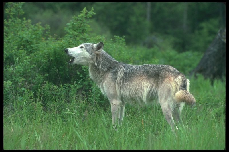 Gray Wolf (Canis lupus) {!--회색이리-->; DISPLAY FULL IMAGE.