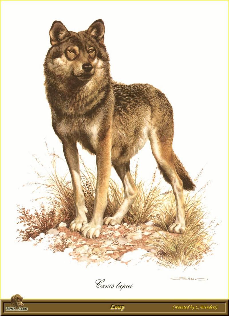 [Animal Art - Carl Brenders] Gray Wolf (Canis lupus) {!--회색이리-->; DISPLAY FULL IMAGE.