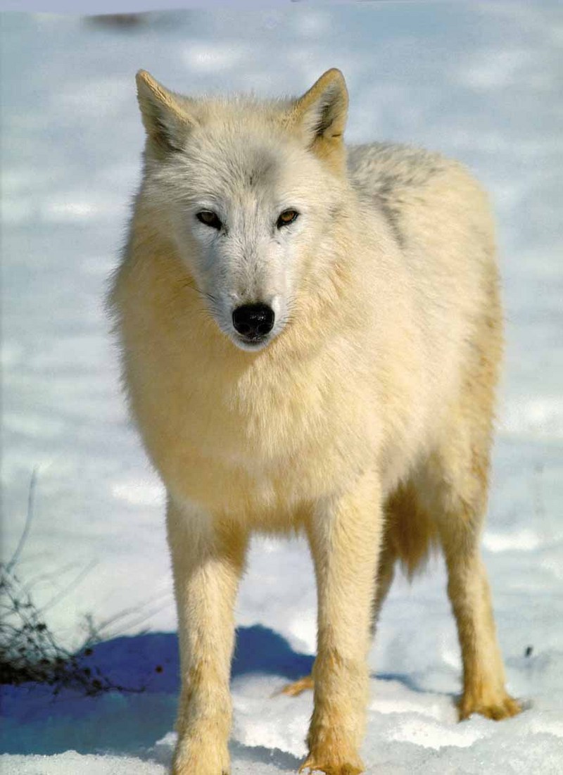 White Wolf (Canis lupus) {!--회색이리-->; DISPLAY FULL IMAGE.