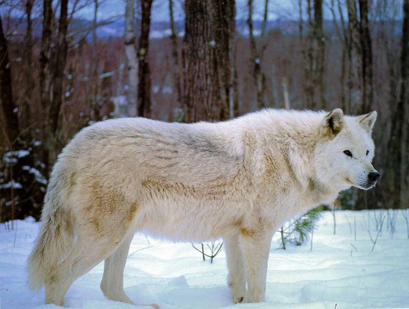 White Wolf (Canis lupus) {!--회색이리-->; DISPLAY FULL IMAGE.